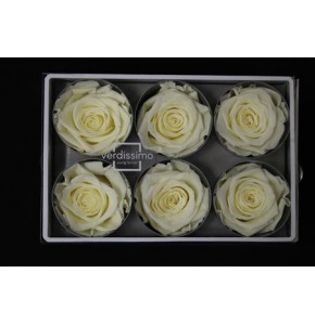 ΤΡΙΑΝΤΑΦΥΛΛΑ "ΑΠΟΧΥΜΩΜΕΝΑ¨" ΛΕΥΚΑ ROSEN  PRESERVED WHITE